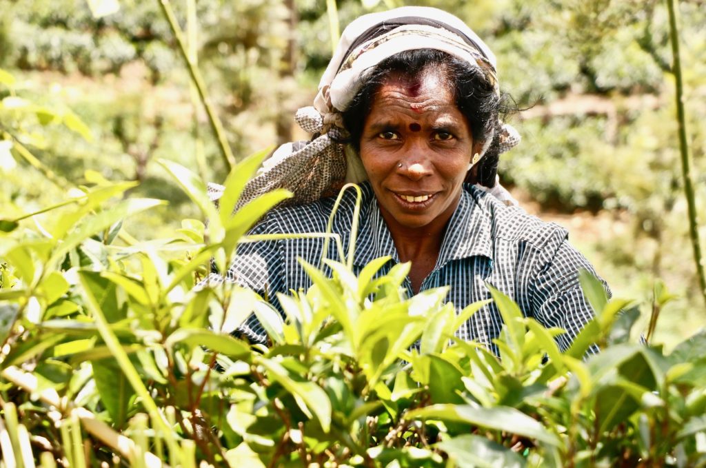 cueilleuse de thé de face destination voyage Sri Lanka