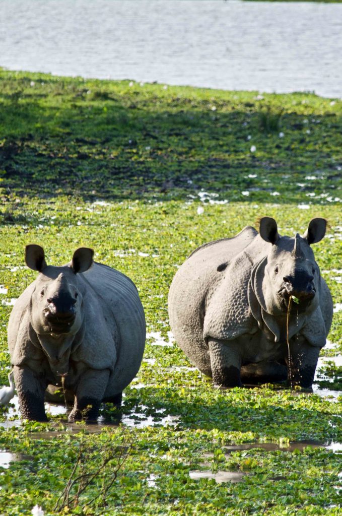 deux rhinoceros de face Kaziranga Inde