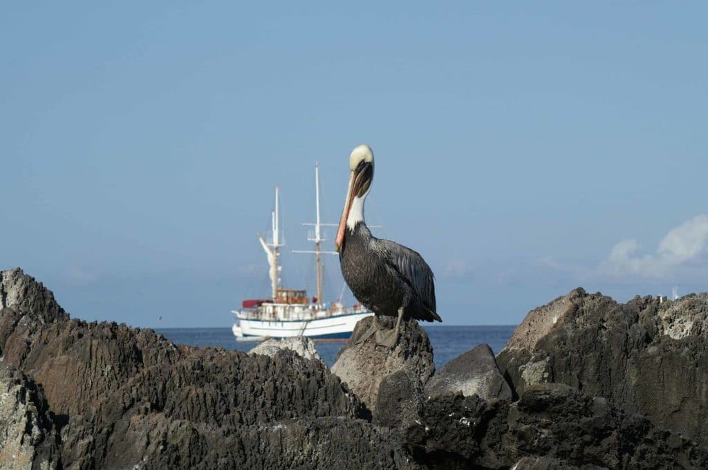Croisière Galapagos Pelikan voyage en Équateur authentique