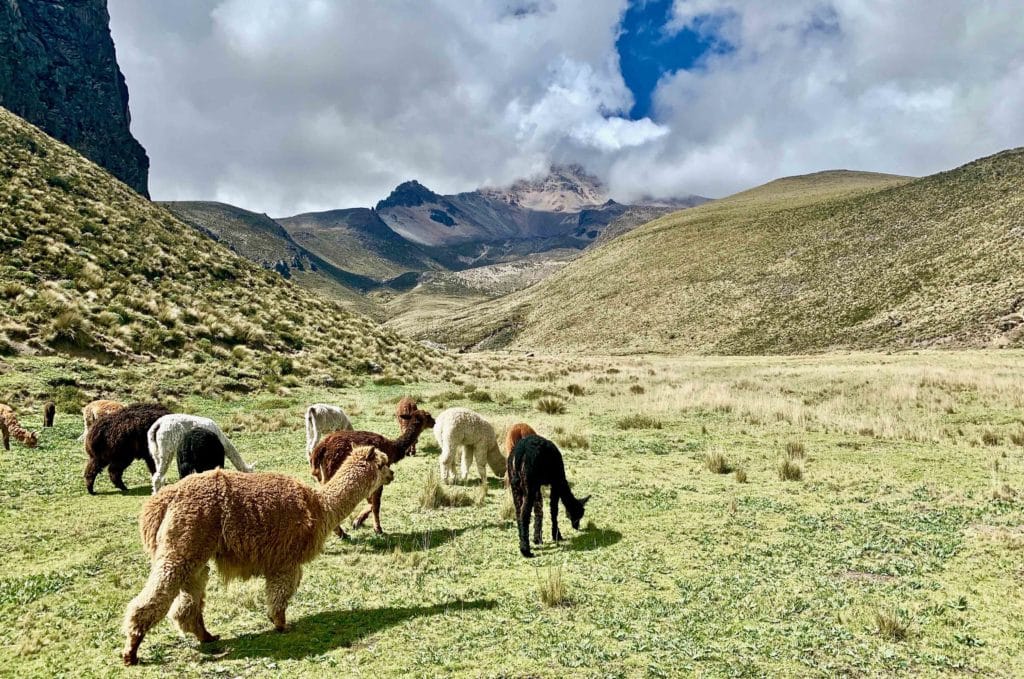 Voyage en Équateur_montagne Chimborazo Troupeau de Lama de dos
