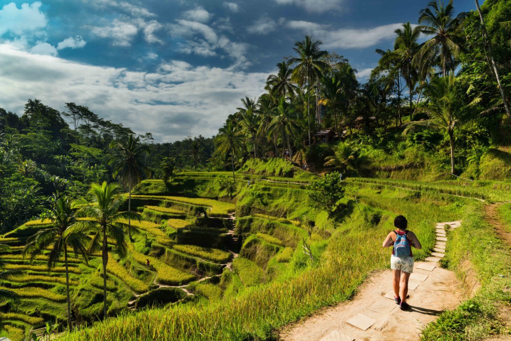 Promeneur de dos sur un chemin bordant les rizières en terrasse en Indonésie authentique