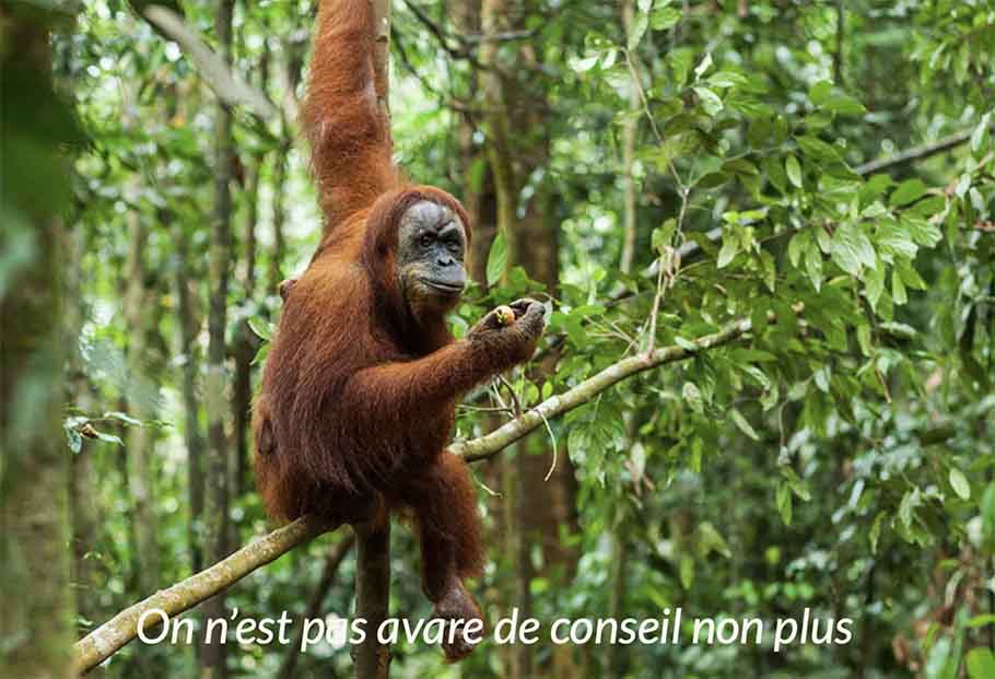 Orang Outang dans les arbres à Sumatra