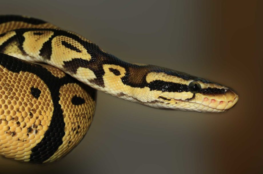 Python légendes Mentawai