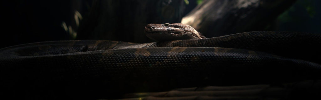 python dans l'obscurité légendes mentawai